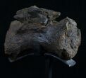 Diplodocus Caudal Vertebra With Stand #10265-2